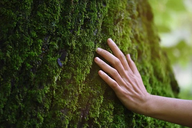 Toxinas, doenças e cancro