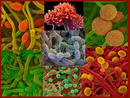 Sobre virus, bacterias e fungos